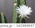 初夏に咲く美しいサボテンの白い花 幻想的な大輪の開花風景 142989697