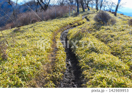 冬の丹沢・不動ノ峰付近の笹原とぬかるんだ登山道 冬の丹沢・不動ノ峰付近の笹原とぬかるんだ登山道 142989953