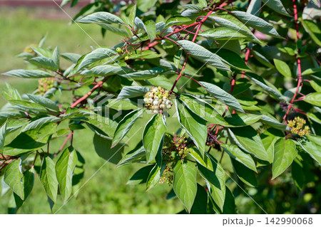 Red osier dogwood shrub with green leaves and small white berries growing on red branches in outdoor garden close up Red osier dogwood shrub with green leaves and small white berries growing on red branches in outdoor garden close up 142990068