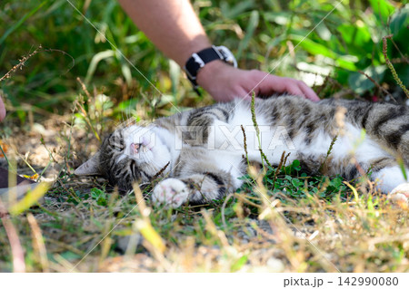 Cute tabby cat lying on its back on green grass while a human hand strokes its belly outdoors showing a moment of trust love and animal therapy. Cute tabby cat lying on its back on green grass while a human hand strokes its belly outdoors showing a moment of trust love and animal therapy. 142990080