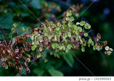 Close up of Tripterygium wilfordii or thunder god vine three winged fruits hanging on a branch in a wild forest of the Russian Far East in autumn. 142990083