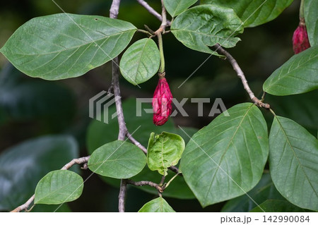 Close up of bright pink cone like fruit aggregate hanging on a leafy green branch of Magnolia sieboldii tree in a botanical garden in late summer. Close up of bright pink cone like fruit aggregate hanging on a leafy green branch of Magnolia sieboldii tree in a botanical garden in late summer. 142990084