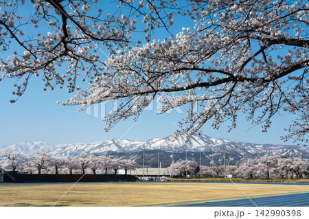 陸上競技場の周辺に咲く満開の桜と雪山 142990398