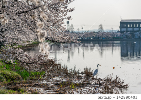 高田城止公園の満開の桜と一羽の白鷺 高田城止公園の満開の桜と一羽の白鷺 142990403