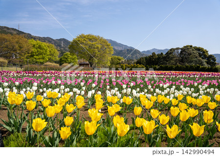 7万本のチューリップを見に来てください 秦野戸川公園 神奈川県秦野市 7万本のチューリップを見に来てください 秦野戸川公園 神奈川県秦野市 142990494