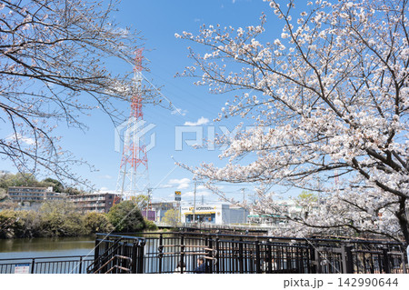 春の横浜市鶴見区・二ツ池公園で池を彩る桜と青空と鉄塔 春の横浜市鶴見区・二ツ池公園で池を彩る桜と青空と鉄塔 142990644