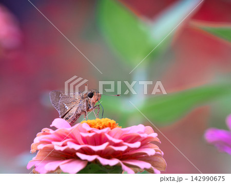 花の蜜を吸うセセリ 142990675