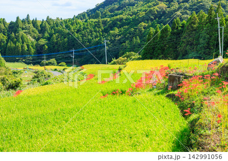 江里山の棚田とヒガンバナ 佐賀県小城市 江里山の棚田とヒガンバナ 佐賀県小城市 142991056