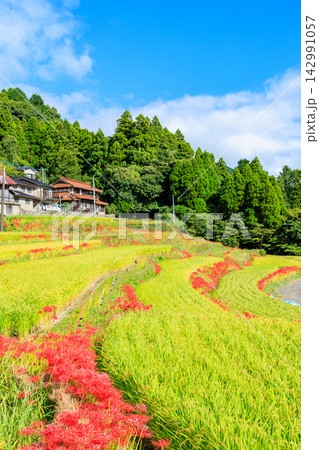 江里山の棚田とヒガンバナ 佐賀県小城市 江里山の棚田とヒガンバナ 佐賀県小城市 142991057