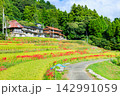 江里山の棚田とヒガンバナ　佐賀県小城市 142991059
