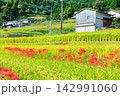 江里山の棚田とヒガンバナ　佐賀県小城市 142991060