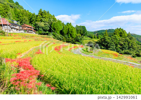 江里山の棚田とヒガンバナ 佐賀県小城市 江里山の棚田とヒガンバナ 佐賀県小城市 142991061