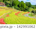 江里山の棚田とヒガンバナ　佐賀県小城市 142991062