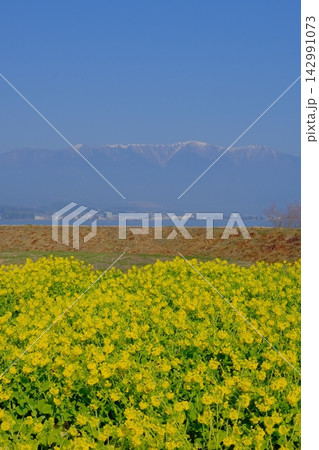 菜の花畑と雪山の早春イメージ風景 142991073