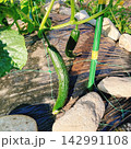 家庭菜園で育つ収穫前のキュウリ 夏野菜の栽培風景 142991108