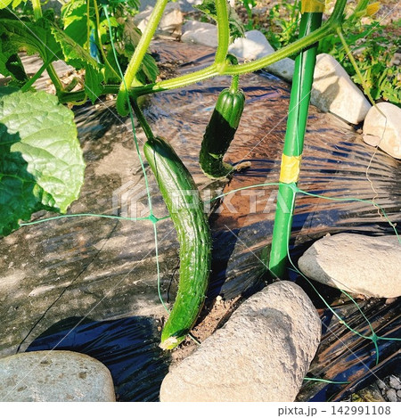 家庭菜園で育つ収穫前のキュウリ 夏野菜の栽培風景 142991108