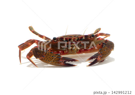 ベニツケガニ 海辺の生物 白バック ベニツケガニ 海辺の生物 白バック 142991212