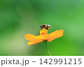 キバナコスモスの蜜を吸いに来たナミハナアブ 142991215