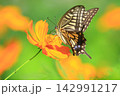 キバナコスモスの蜜を吸いに来たナミアゲハ 142991217
