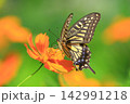 キバナコスモスの蜜を吸いに来たナミアゲハ 142991218
