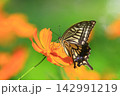 キバナコスモスの蜜を吸いに来たナミアゲハ 142991219