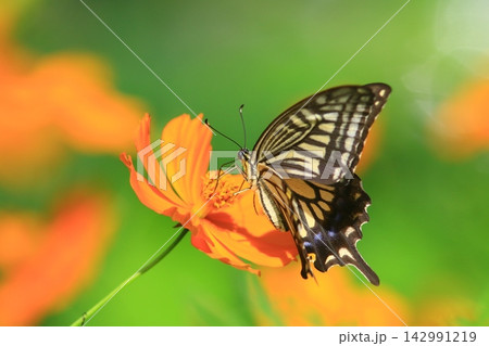 キバナコスモスの蜜を吸いに来たナミアゲハ 142991219