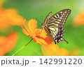 キバナコスモスの蜜を吸いに来たナミアゲハ 142991220