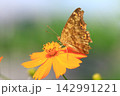 キバナコスモスの蜜を吸いに来たキタテハ 142991221