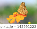 キバナコスモスの蜜を吸いに来たキタテハ 142991222