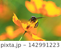 キバナコスモスの蜜を吸いに来たクマバチ 142991223