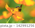 キバナコスモスの蜜を吸いに来たクマバチ 142991256