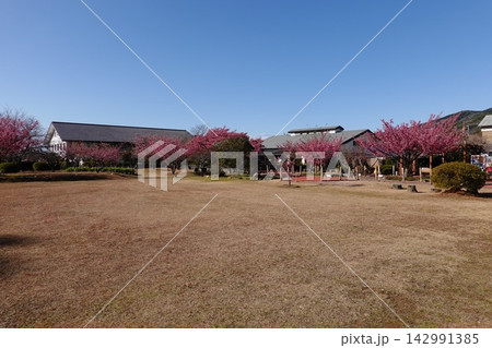 土肥金山 142991385