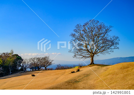 青空広がる吾妻山公園で黄金色になった広い芝生広場のエノキの木を捉えた美しい冬の早朝風景 142991801