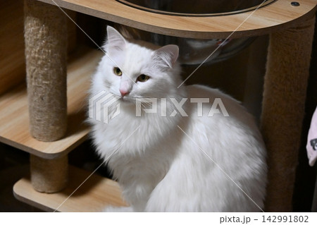 キャットタワーでくつろぐ白い長毛猫 142991802