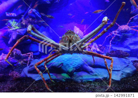 脚を拡げたタカアシガニ 脚を拡げたタカアシガニ 142991871
