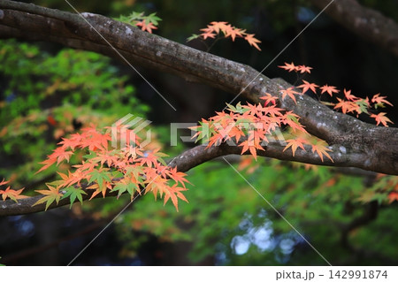 紅葉の秋 紅葉の秋 142991874