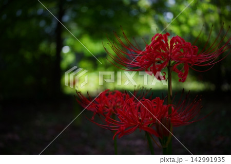赤い曼珠沙華 142991935