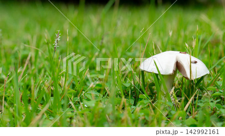 Small white mushroom grows amidst fresh green grass. Blades and damp soil in a natural garden or forest floor environment.  142992161