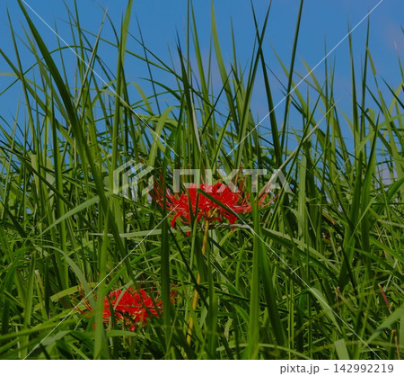赤い曼珠沙華 赤い曼珠沙華 142992219