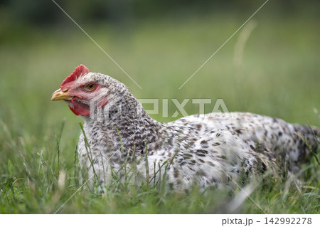 Young chicken grazing on green grass in backyard garden 142992278