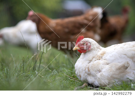 Young chicken grazing on green grass in backyard garden Young chicken grazing on green grass in backyard garden 142992279