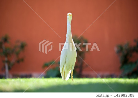 White cattle egret wild bird, also known as Bubulcus ibis, walking on green lawn at hotel yard in summer 142992309