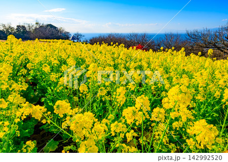 吾妻山公園から菜の花畑の向こうに青く広がる相模湾と伊豆半島の海岸線を捉えた新春の美しい早朝風景 吾妻山公園から菜の花畑の向こうに青く広がる相模湾と伊豆半島の海岸線を捉えた新春の美しい早朝風景 142992520
