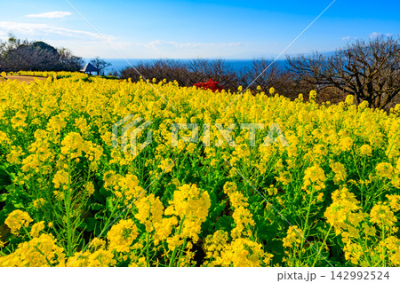 吾妻山公園から菜の花畑の向こうに青く広がる相模湾と伊豆半島の海岸線を捉えた新春の美しい早朝風景 吾妻山公園から菜の花畑の向こうに青く広がる相模湾と伊豆半島の海岸線を捉えた新春の美しい早朝風景 142992524