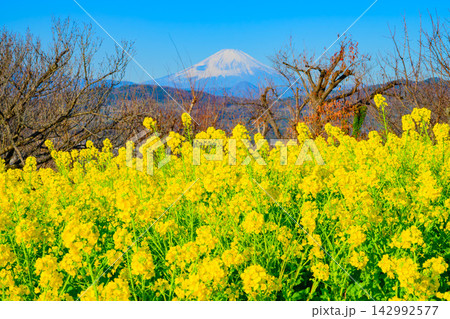 吾妻山公園で菜の花と開花を待つ桜の枝の向こうにそびえる富士山を捉えた新春の美しい風景 142992577