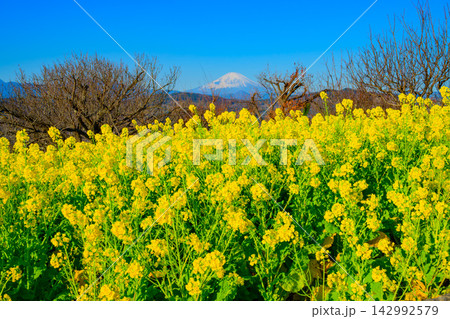 吾妻山公園で菜の花と開花を待つ桜の枝の向こうにそびえる富士山を捉えた新春の美しい風景 142992579
