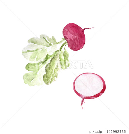 Watercolor whole, cut red radish fresh green leaves isolated on white. Hand painted vegetable illustration ideal for food packaging, cookbooks, recipe cards, menus, grocery branding, culinary design Watercolor whole, cut red radish fresh green leaves isolated on white. Hand painted vegetable illustration ideal for food packaging, cookbooks, recipe cards, menus, grocery branding, culinary design 142992586