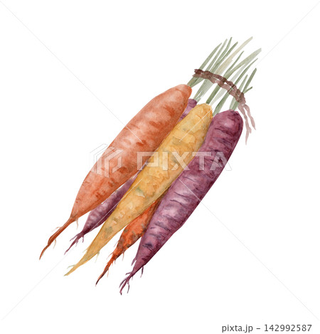 Watercolor bunch of colorful rainbow carrots tied together isolated on white. Hand painted root vegetable illustration ideal for food packaging, farmers market branding, cookbook, menu, recipe card Watercolor bunch of colorful rainbow carrots tied together isolated on white. Hand painted root vegetable illustration ideal for food packaging, farmers market branding, cookbook, menu, recipe card 142992587