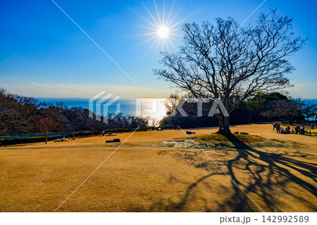 吾妻山公園で前景にエノキの木を配し輝く太陽と黄金色の芝生広場の向こうの相模湾を捉えた冬の早朝風景 142992589
