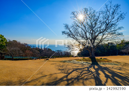 吾妻山公園で前景にエノキの木を配し輝く太陽と黄金色の芝生広場の向こうの相模湾を捉えた冬の早朝風景 142992590